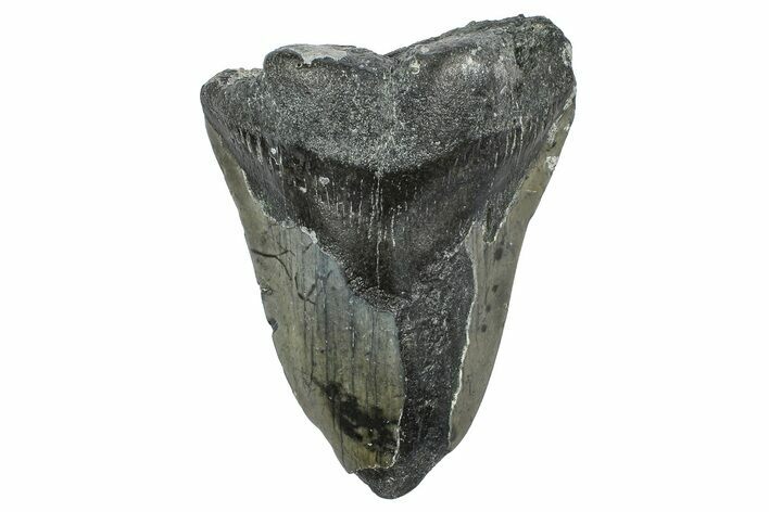 Partial, Fossil Megalodon Tooth - North Carolina #363758